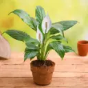 nurserylive-gifts-eco-friendly-peace-lily-gift-plant-16968838840460.webp