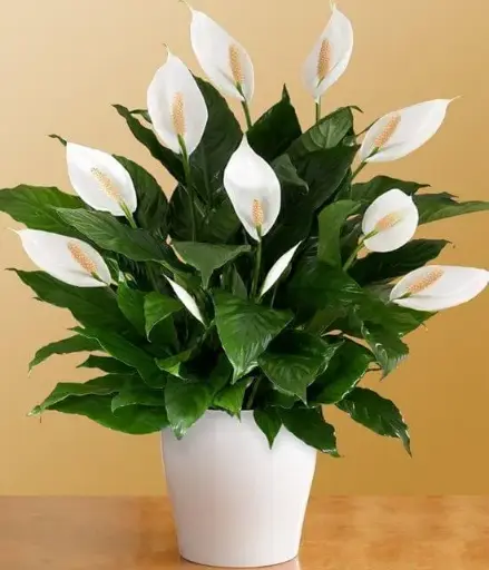 Peacy Lily Plant 